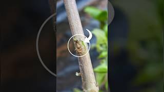 Easy skill grafting techniques, Gardening tricks #shortsfeed #shorts #grafting