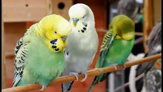 Over 9 hours of Budgies Playing Singing and Talking