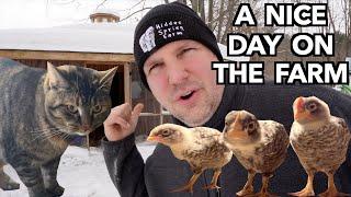 A Typical Winter Morning With All My Animals