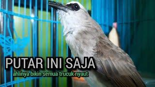 SUARA trucukan gacor TARUNG ROPEL PANJANG pancingan trucukan agar bunyi JADIKAN trucuk gacor NYAUT