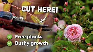 How to Take Rose Cuttings (Softwood)