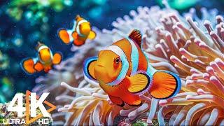 The Best 4K Aquarium  Colorful Clownfish & Tranquil Coral Reefs | Relaxing Piano Music #1