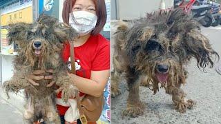 She Walked In Tears For 3 Years On The Road Looking For Her Owner Who Moved To New City Without Her.