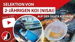 Selektion von 2-jährigen Koi (Nisai) auf der Ogata Koi Farm!