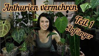 Anthurium vermehren - Stecklinge / Ableger schneiden für Anfänger