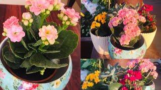 Kalanchoe ಗಿಡಗಳ care and tips/ How to grow kalanchoe plants