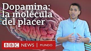 Cómo funciona la dopamina, el neurotransmisor que nos da la felicidad (y también nos la quita)