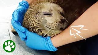 Vocal Little Seal Pup Rescued From Beach