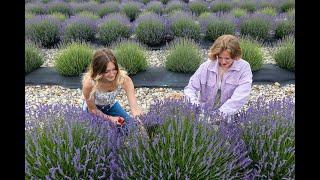 Lavender farming in West Michigan