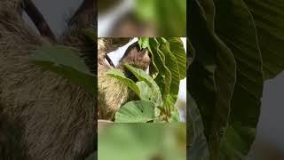 Why sloths are slow 