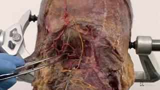 Anatomy Series - Posterior Craniocervical Junction