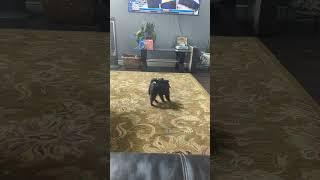 dog chasing tail