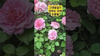#그대발길이 머무는곳에 #원곡 조용필 가왕#적우#케이윌#김희재 #아름다운 장미