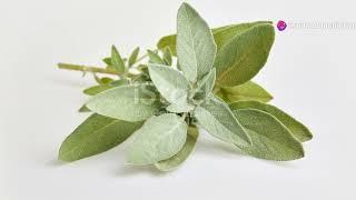 Sage: Unveiling 5 Fun Facts #herbs #garden #foodie