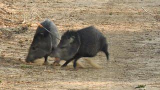 Javelina Head Shot 81 yards