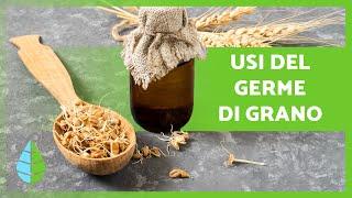 BENEFICI del GERME DI GRANO  (Proprietà, Come consumarlo e Controindicazioni)