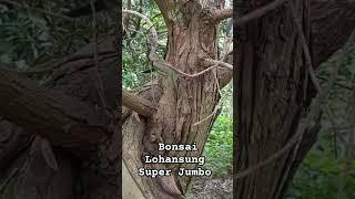 Bonsai Lohansung Super Jumbo #bonsai #juara #lohansung