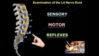 Examination Of L4 Nerve Root - Everything You Need To Know - Dr. Nabil Ebraheim