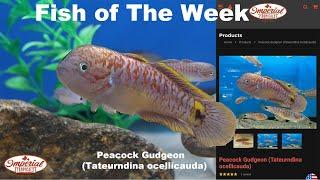 Peacock Gudgeon (Tateurndina ocellicauda) ️ #imperialtropicals