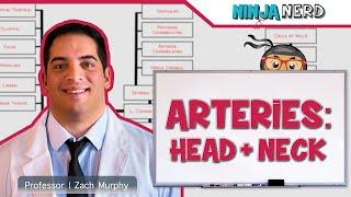 Circulatory System | Arteries of the Head & Neck | Flow Chart