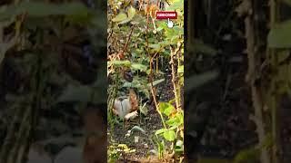 Adventures of a squirrel in Tbilisige  #nature #pets #squirrel #asmr #animals #tbilisi #georgia #yt