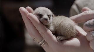 Cutest Baby Meerkat video ever!