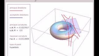 Dupin's Indicatrix of a Torus