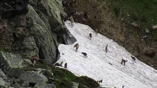 Gämse in den Seetaler Alpen