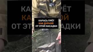 КАРАСЬ ПРЕТ КАК ДУРНОЙ от этой насадки #рыбалка #насадкадлякарася #рыба