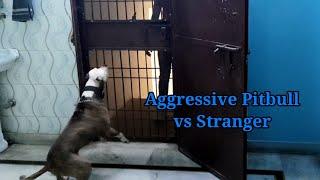 Tiger सबको खा जायेगा..? (Pitbull Protection Test) (Aggressive Pitbull Tiger)