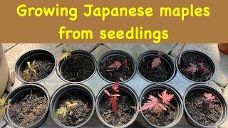 Growing Japanese Maples from seedlings