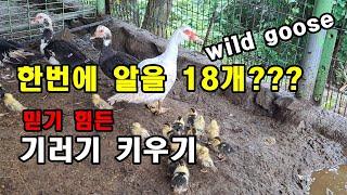 기러기키우기 알을18개 낳는  보고도 믿기지 않는 동물농장/ wild goose