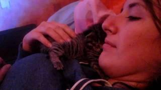Cute Kitten Cuddle
