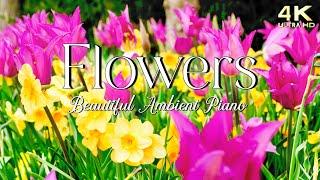 Beautiful Spring Flowers  Relaxing Ambient Piano Music