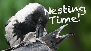 Crow Nesting Time!