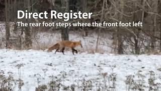 Direct Register: Fox Walking