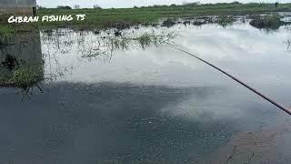 mancing seluang di sini seluang nya gak habis habis nyambar terus