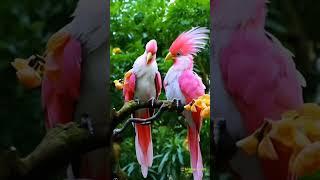  #amazing #birds #beautiful #pets #bets