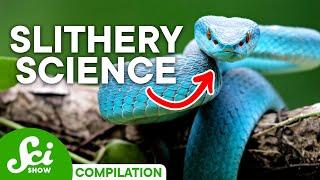 Shocking Facts About Snakes You Should Definitely Know