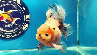 Thai Oranda Calico