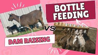 DAM RAISING VS. BOTTLE FEEDING KIDS (pros and cons of different kid management techniques)