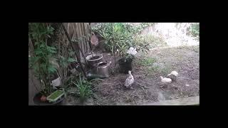 Crow`s kindergarten