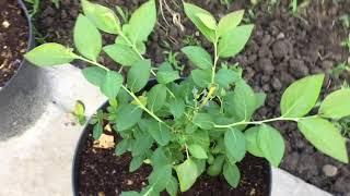 Вечерняя пятиминутка! Подрастают САДОВЫЕ ВКУСНЯШКИ! Комары одолевают!