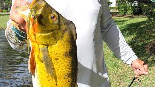 Florida Peacock Bass release in clear water lake #peacockbass #floridapeacockbass #bassfishing