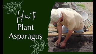 How to Plant Asparagus