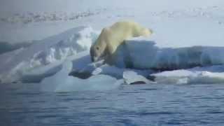 Vogelbeobachtung auf Spitzbergen mit birdingtours