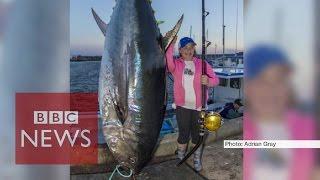 12 year old girl hauls a 280kg tuna
