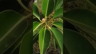 Rubber plant is a tree that can grow upto 100 feet, and is a home to animals. it can be poisonous.