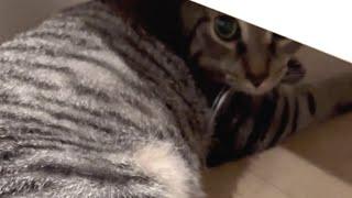 Guy brings home a shy cat, then on 89th day...