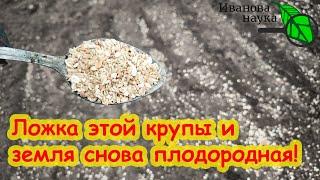 ЭТА КОПЕЕЧНАЯ КРУПА ПРЕВРАТИТ ПОЧВУ В ЧЕРНОЗЕМ! 1 ложка крупы и почва снова здоровая, плодородная.